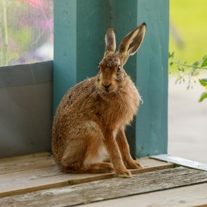 A hare on the veranda